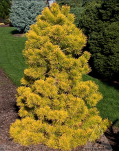 Load image into Gallery viewer, Pinus contorta 'Chief Joseph'