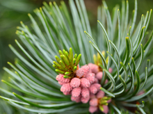 Load image into Gallery viewer, Pinus parviflora 'Glauca'