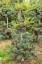 Load image into Gallery viewer, Pinus parviflora 'Glauca'