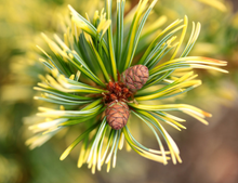 Load image into Gallery viewer, Pinus parviflora Goldilocks
