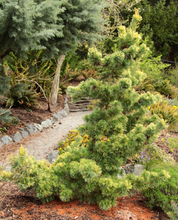 Load image into Gallery viewer, Pinus parviflora Goldilocks