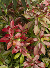 Load image into Gallery viewer, Pieris 'Katsura