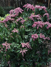Load image into Gallery viewer, Pieris 'Katsura