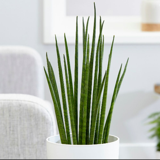 bacularis snake plant Sansevieria bacularis 'Mikado' (Snake Plant)