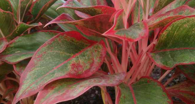 Aglaonema 'Siam' (Chinese Evergreen) – Verdant Yakima