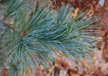 Load image into Gallery viewer, Pinus koraiensis Silveray