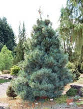 Load image into Gallery viewer, Pinus koraiensis Silveray
