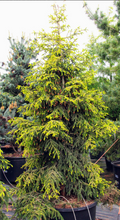 Load image into Gallery viewer, Picea orientalis Skylands
