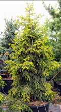 Load image into Gallery viewer, Picea orientalis Skylands