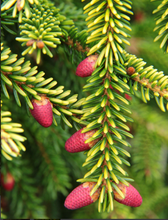 Load image into Gallery viewer, Picea orientalis Skylands