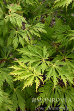 Load image into Gallery viewer, Acer japonicum &#39;Aconitifolium&#39;
