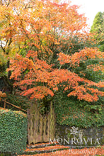 Load image into Gallery viewer, Acer palmatum
