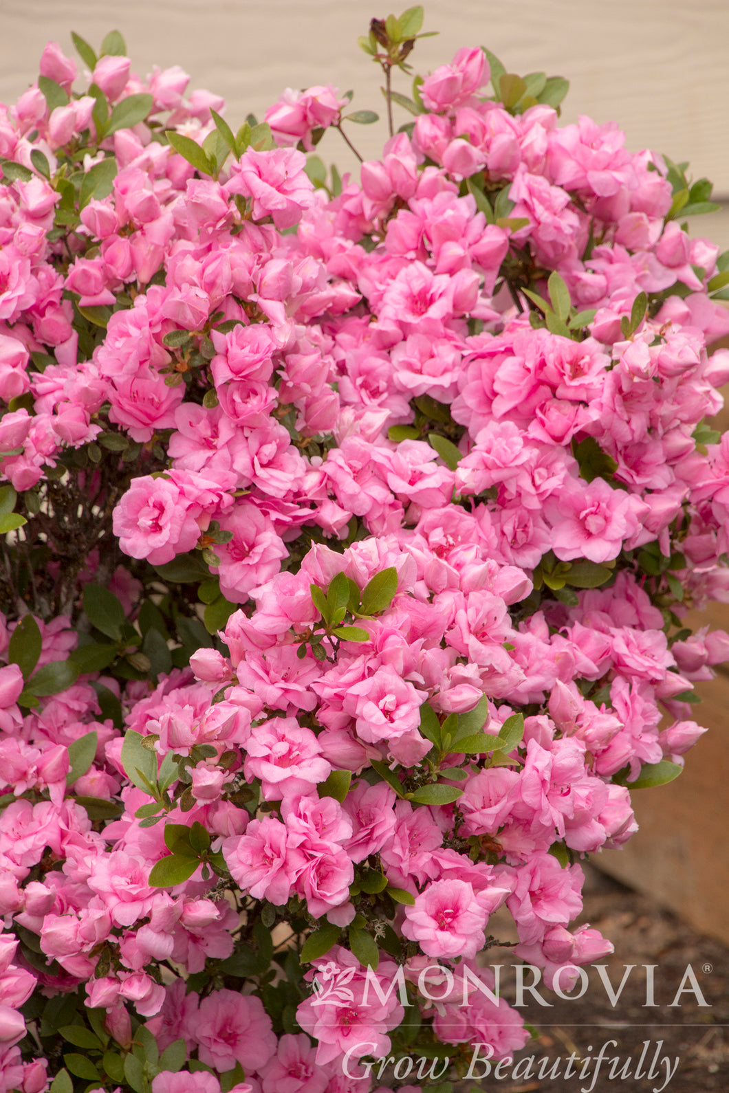 Azalea x 'Rosebud' (Exbury hybrid)