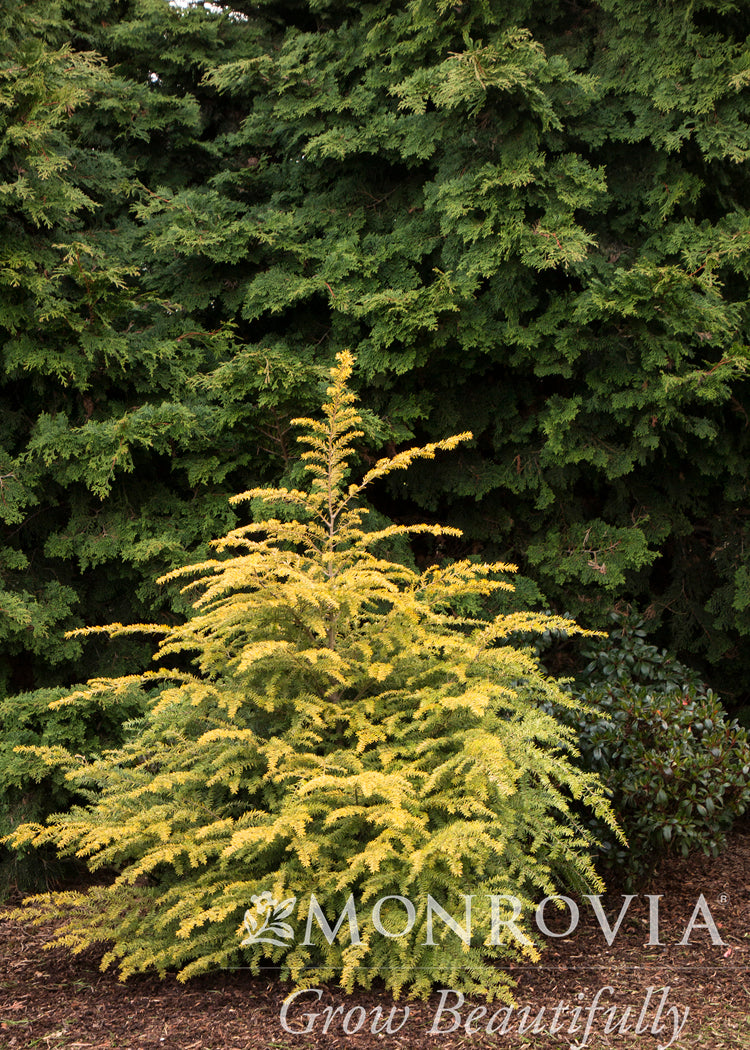 Tsuga canadensis 'Golden Duke'