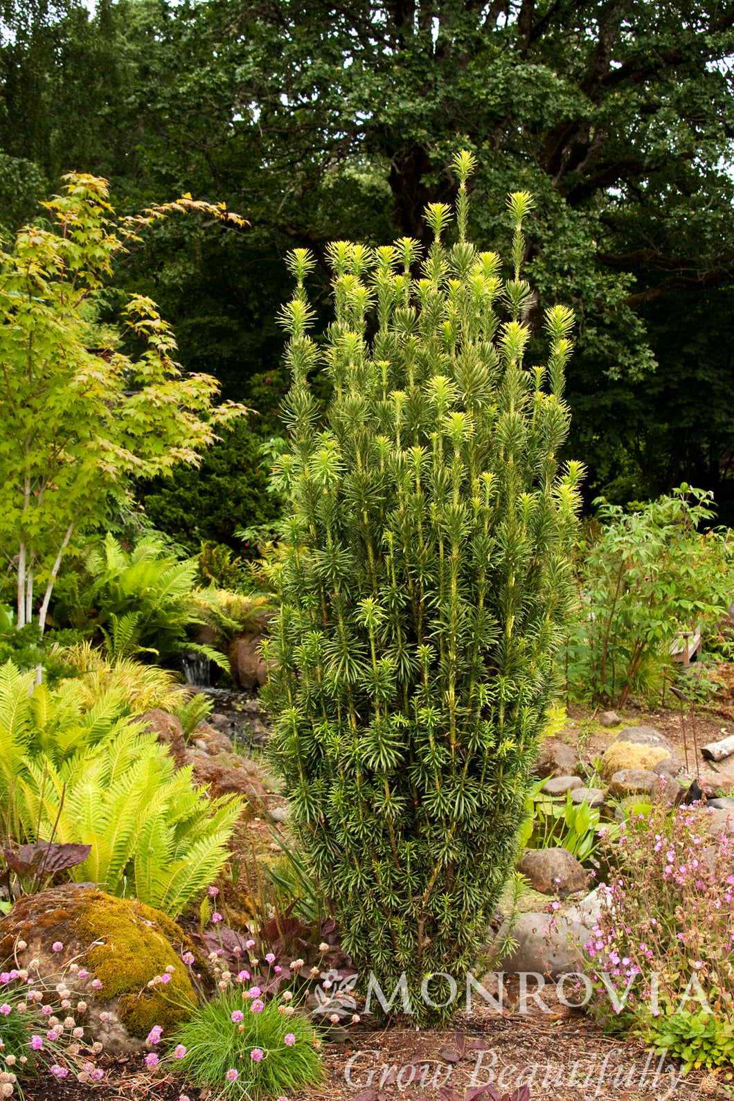 Cephalotaxus harringtonia 'Fastigiata' Upright Japanese Plum Yew