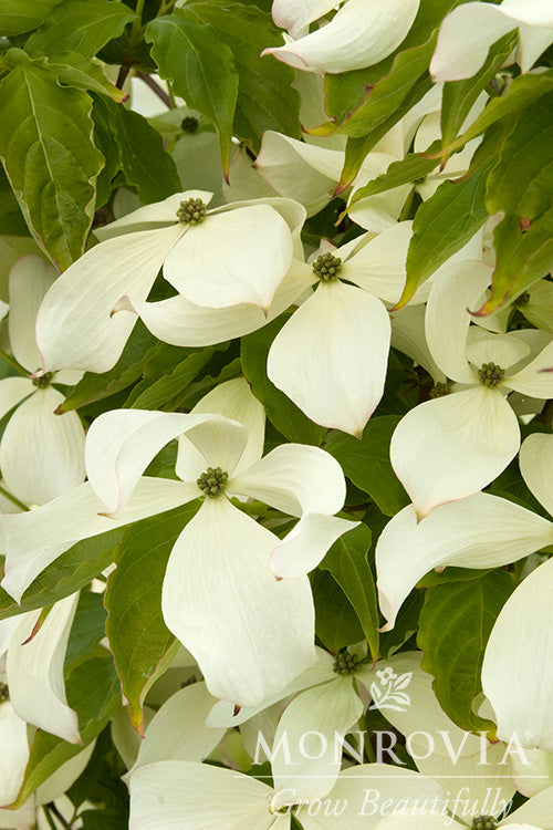 Cornus 'Constellation'