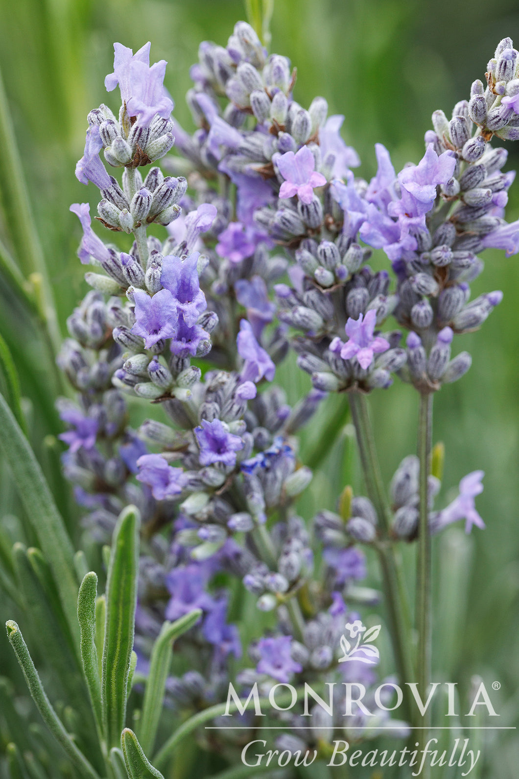 Lavandula x i. Provence (Lavender)