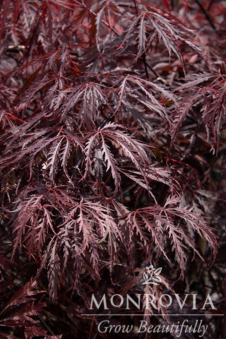 Acer palmatum 'Tamuke yama'