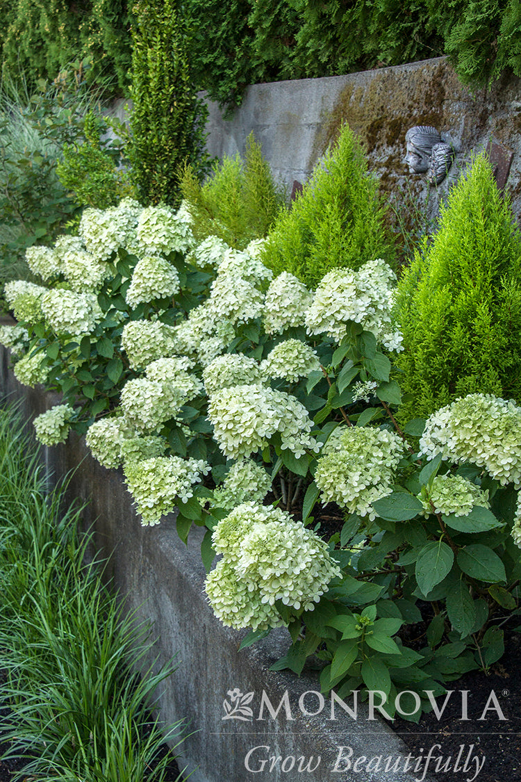 Hydrangea pan. 