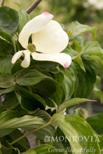 Load image into Gallery viewer, Cornus 'Venus'

