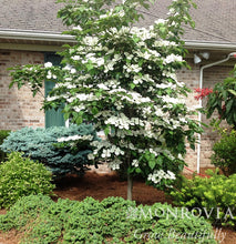 Load image into Gallery viewer, Cornus 'Venus'
