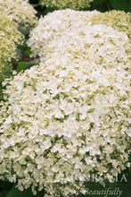 Load image into Gallery viewer, Hydrangea arb 'Seaside Serenade Bar Harbor'

