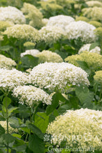 Load image into Gallery viewer, Hydrangea arb 'Seaside Serenade Bar Harbor'

