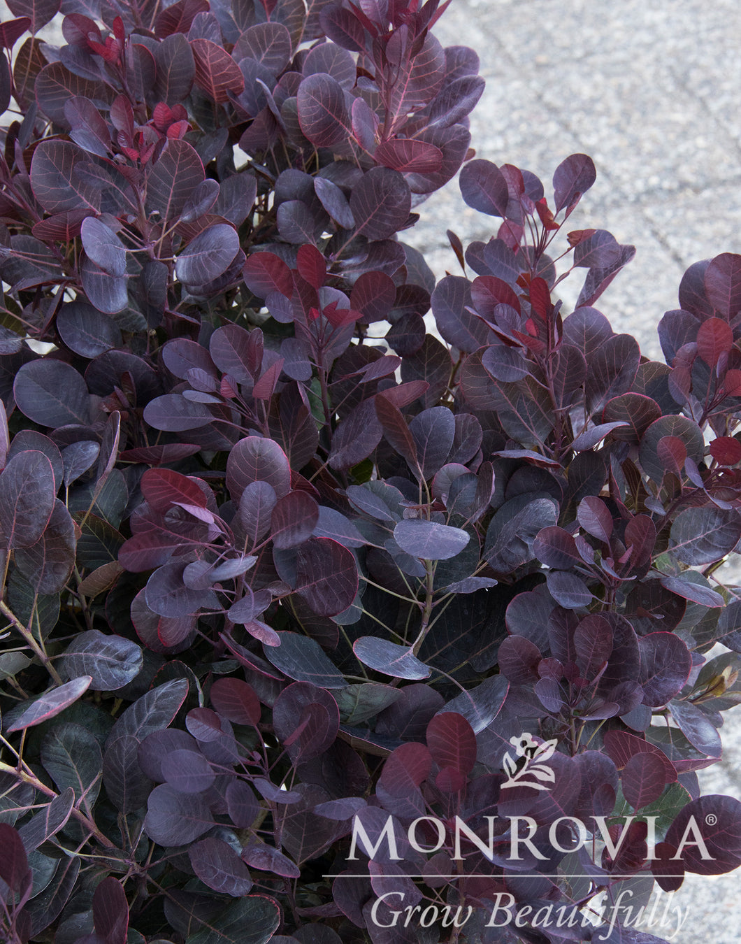 Cotinus coggygria 'Lilla'