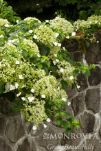 Load image into Gallery viewer, Hydrangea petiolaris (Climbing Hydrangea)

