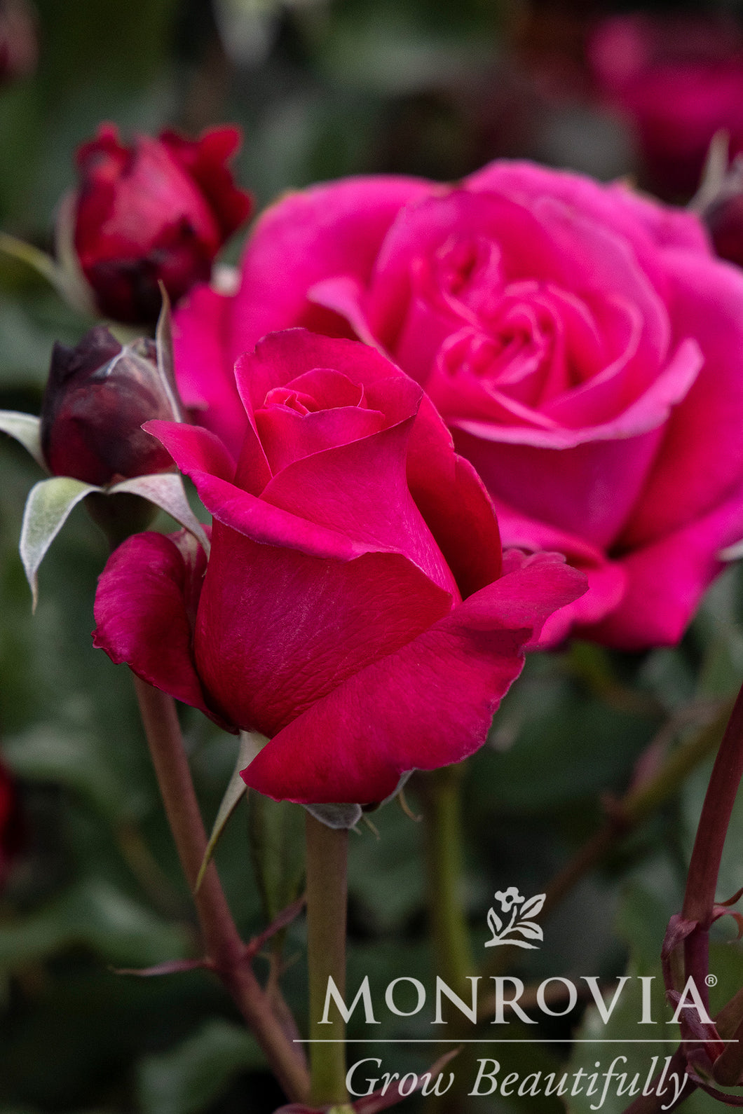 Rosa Eau de Parfum Bling