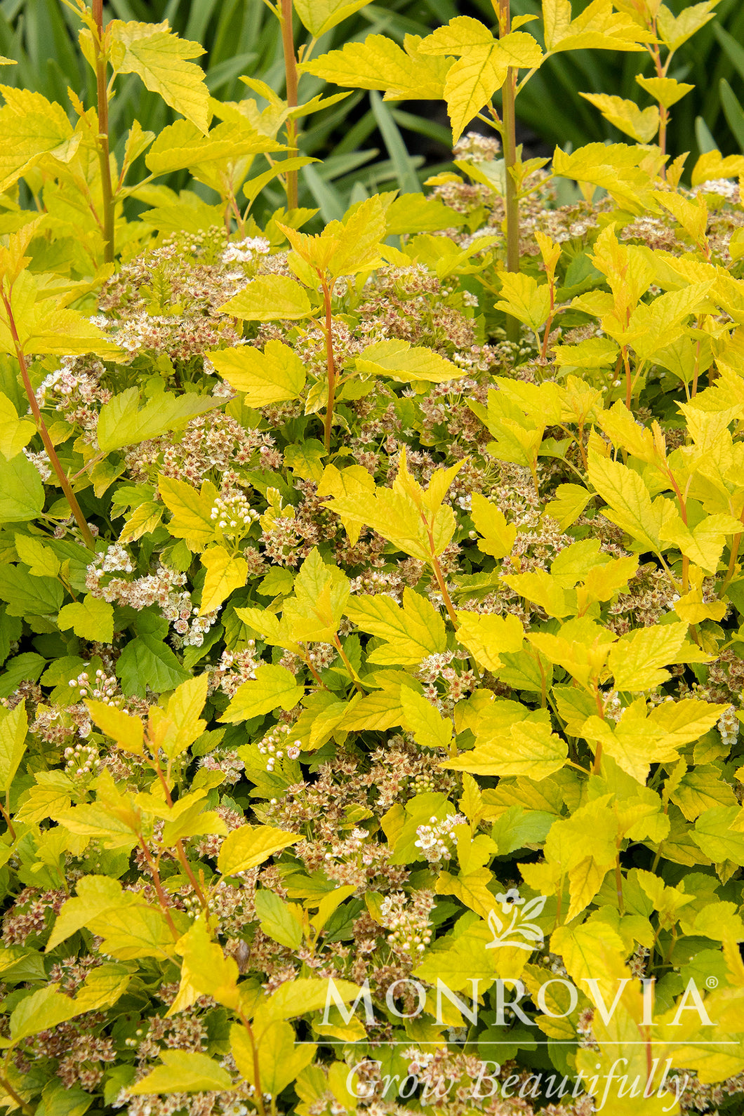 Physocarpus opulifolius 'Raspberry Lemonade'