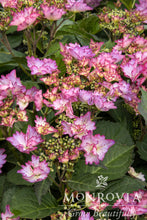 Load image into Gallery viewer, Hydrangea macrophylla Seaside Serenade 'Crystal Cove'
