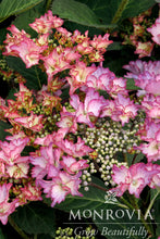 Load image into Gallery viewer, Hydrangea macrophylla Seaside Serenade 'Crystal Cove'
