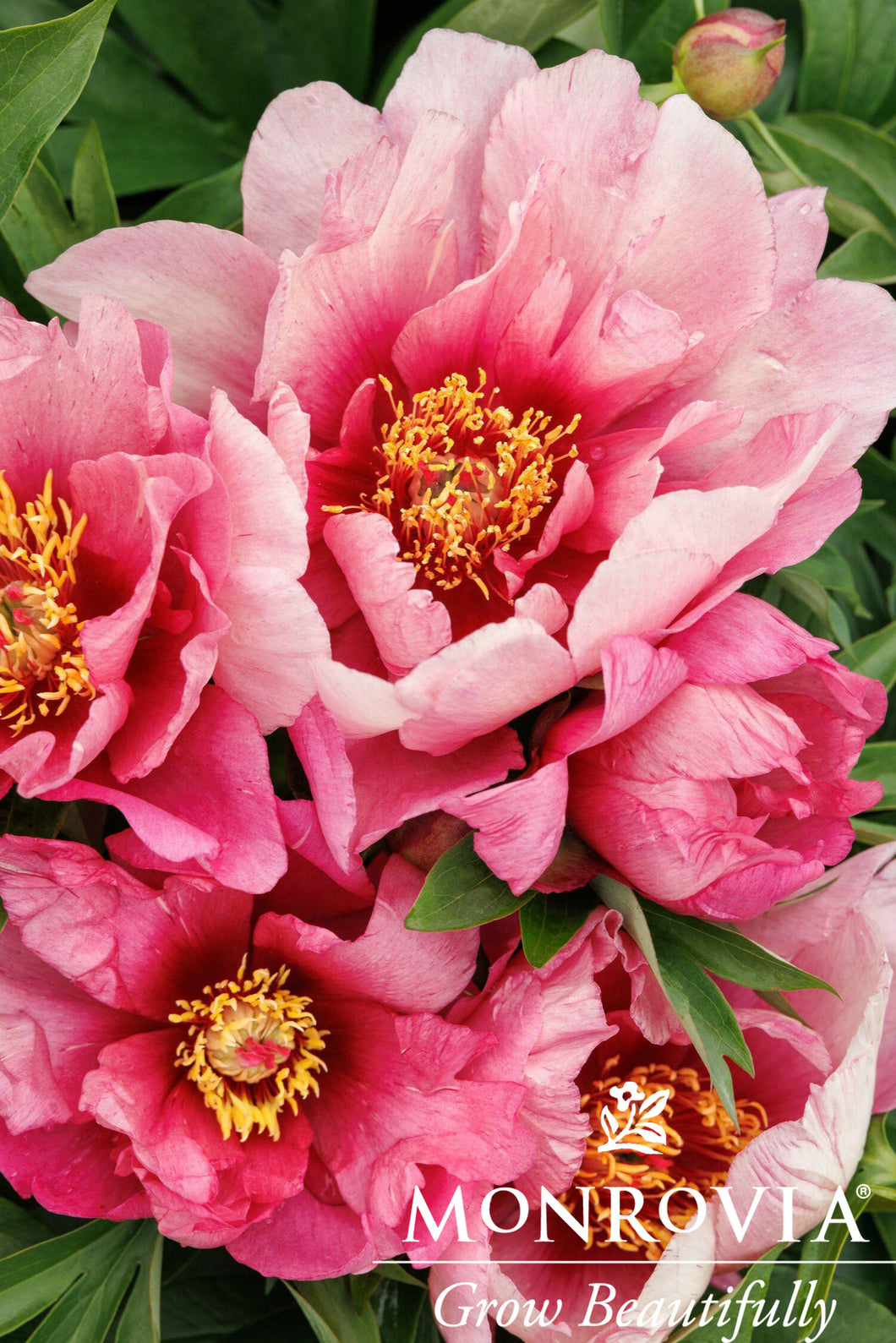 Paeonia ITOH 'Pink Ardor' (ITOH Peony)