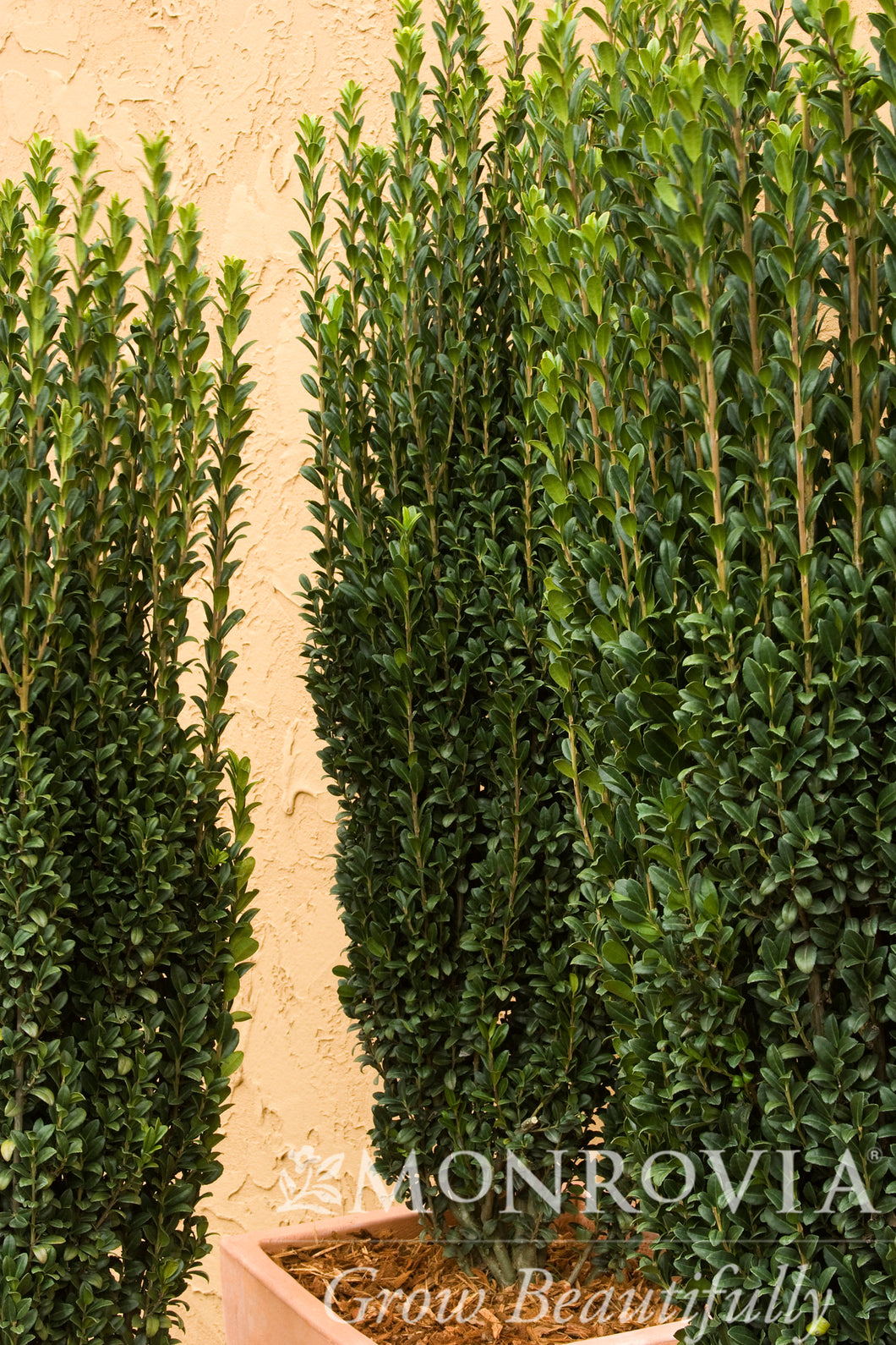 Ilex crenata 'Sky Pencil'