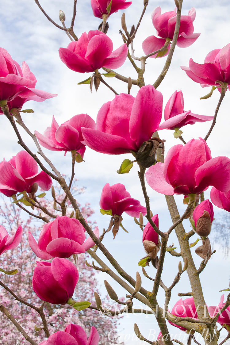 Magnolia 'Felix'