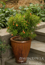 Load image into Gallery viewer, Punica gran 'Nana' (Dwarf Pomegranate)
