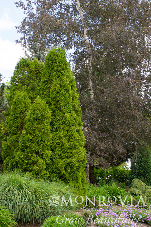 Thuja occidentalis 'Degroot's Spire'