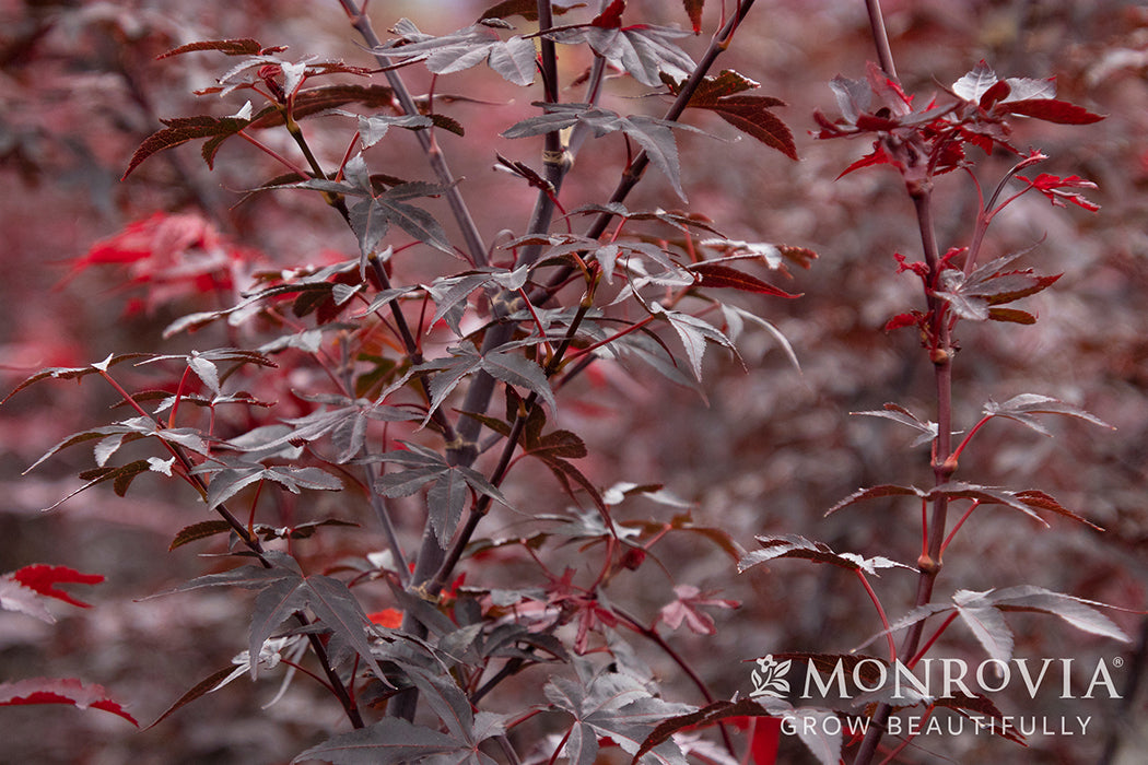 Acer palmatum 'Twombly Red Sentinel'