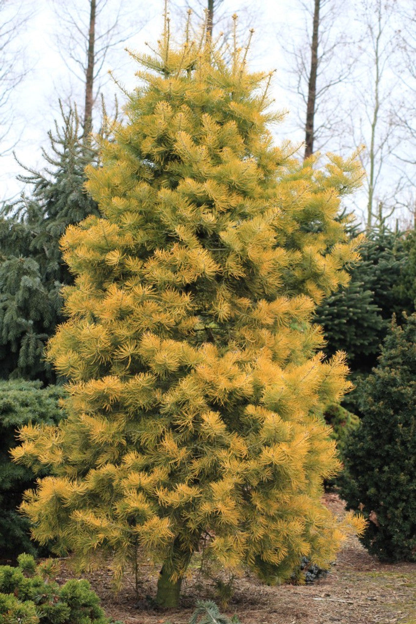 Abies concolor 'Winter Gold'