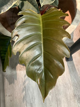 Load image into Gallery viewer, Philodendron 'Pluto'
