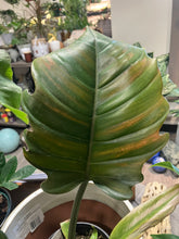 Load image into Gallery viewer, Philodendron 'Pluto'
