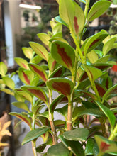 Load image into Gallery viewer, Nematanthus greg. 'Christmas Holly' (Goldfish Plant)
