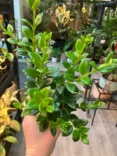 Load image into Gallery viewer, Nematanthus greg. 'Christmas Holly' (Goldfish Plant)

