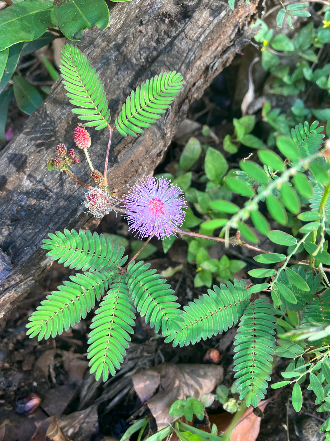 Mimosa pudica (Sensitive Plant)