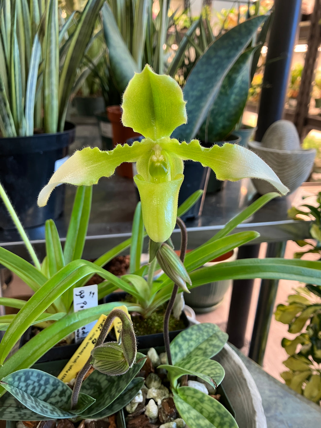 Assorted Paphiopedilum (Lady Slipper Orchid)