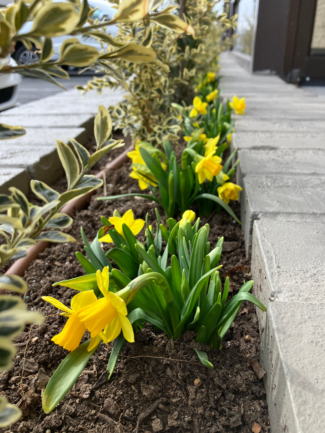 Narcissuss 'Tete-a-tete'