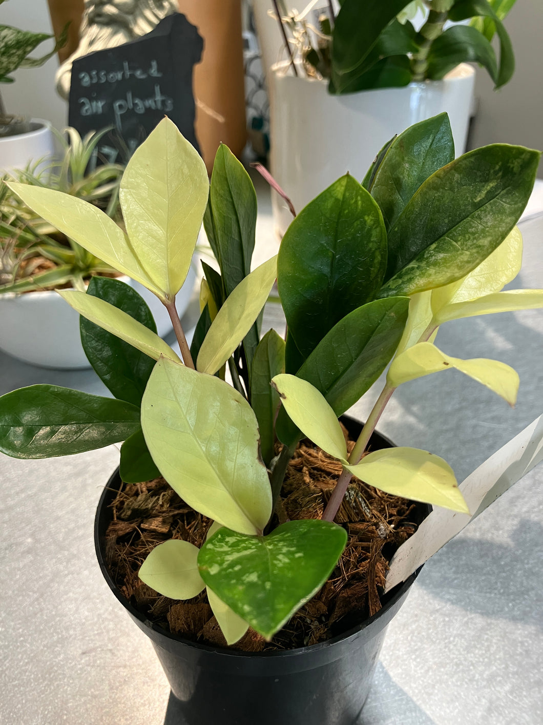 Zamioculcas zamiifolia 'variegata' (ZZ Plant)