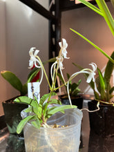 Load image into Gallery viewer, Neofinetia falcata  (Samurai Orchid)
