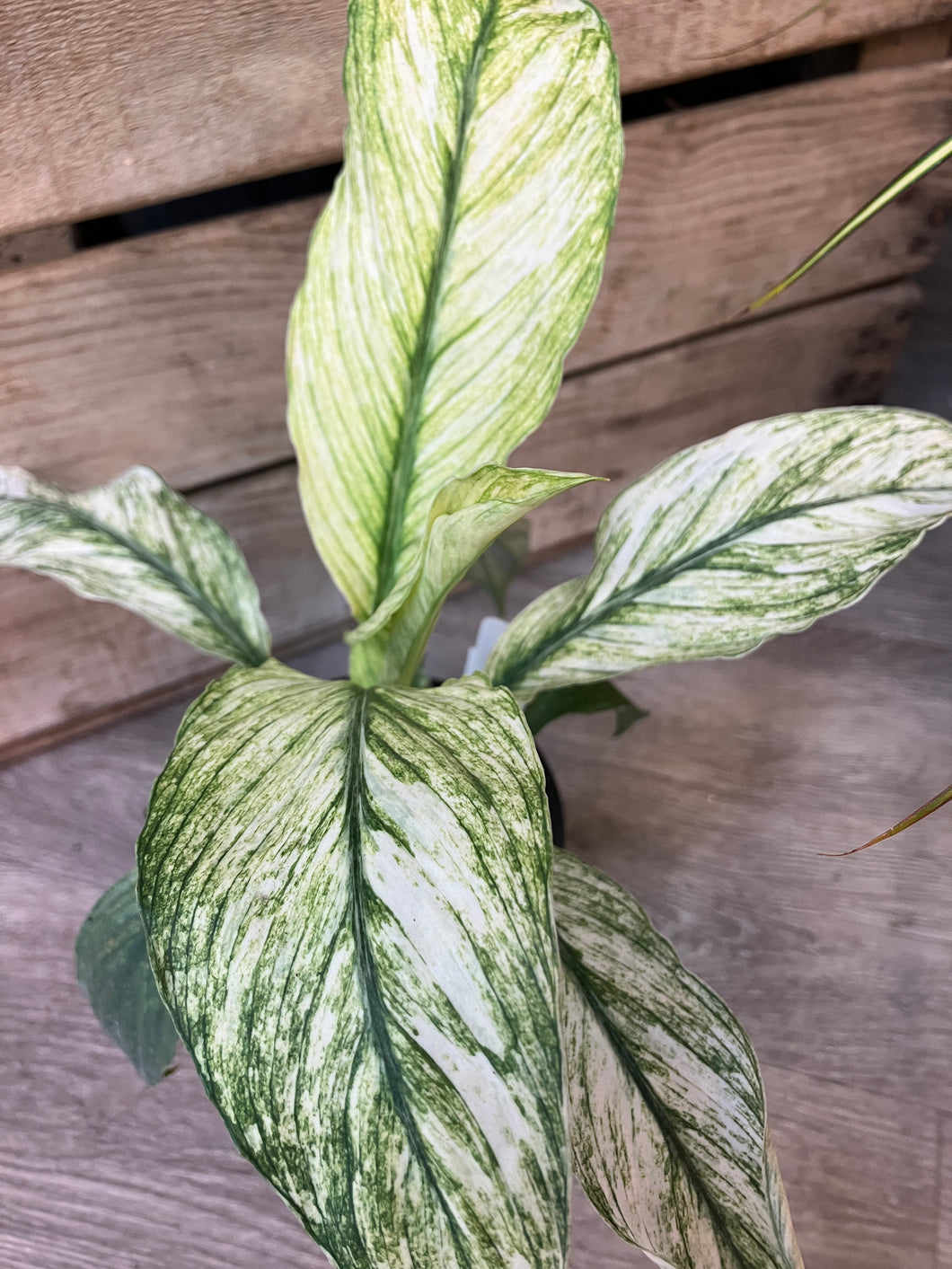 Spathiphyllum 'Jessica' (Peace Lily)